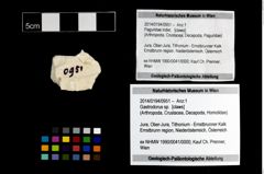 Foto (Objekt + Etikett) von Gastrodorus sp.  (NHMW-GEO-2014-0194-0951)